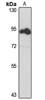 BORA Rabbit Polyclonal Antibody