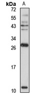 CCL19 Antibody