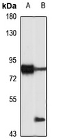 Cyclin K Rabbit Polyclonal Antibody
