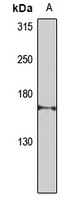 CEP164 Antibody
