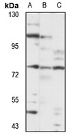 COLGALT1 Rabbit Polyclonal Antibody