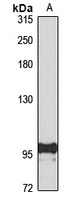 CD114 Antibody
