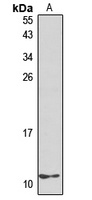 CXCL10 Antibody