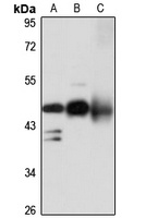 Cytohesin 1 Rabbit Polyclonal Antibody