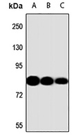 DCLK1 Rabbit Polyclonal Antibody