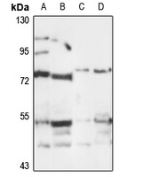 DEF6 Rabbit Polyclonal Antibody