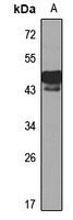 DMRT1 Rabbit Polyclonal Antibody