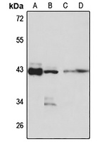DNAJB12 Antibody