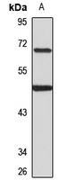 EBF1 Antibody
