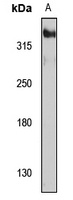 EDEM2 Rabbit Polyclonal Antibody