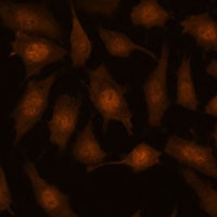 EEF1E1 Rabbit Polyclonal Antibody