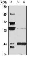 ENC1 Rabbit Polyclonal Antibody