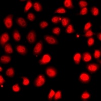 EPAS1 Antibody