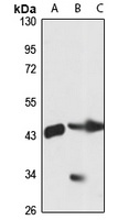 SPFH1 Rabbit Polyclonal Antibody