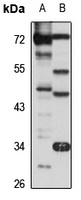 ERMAP Rabbit Polyclonal Antibody