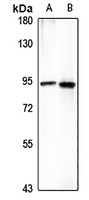 FCHO2 Rabbit Polyclonal Antibody