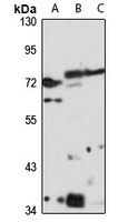 Fggy Rabbit Polyclonal Antibody