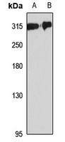 FLNC Antibody