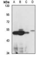BF-1 Rabbit Polyclonal Antibody