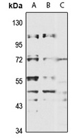 FRMD6 Rabbit Polyclonal Antibody