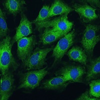 FRMD6 Rabbit Polyclonal Antibody