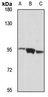 FSTL5 Rabbit Polyclonal Antibody