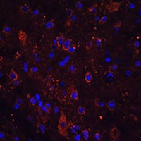 FSTL5 Rabbit Polyclonal Antibody