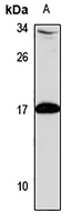 GADD45 gamma Antibody