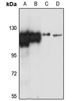 GANAB Antibody