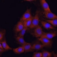 GANAB Antibody
