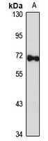 GBP2 Rabbit Polyclonal Antibody