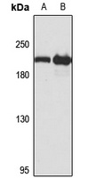 GCC2 Antibody