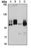 Gemin-4 Rabbit Polyclonal Antibody