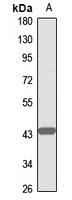 G alpha 15 Rabbit Polyclonal Antibody