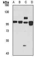 GOLGA5 Rabbit Polyclonal Antibody