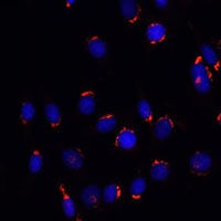 GOLGA5 Rabbit Polyclonal Antibody