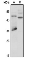 GPR109A Rabbit Polyclonal Antibody