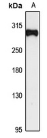 HECTD1 Antibody