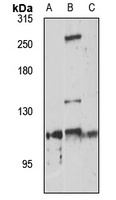 HERC4 Rabbit Polyclonal Antibody