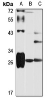 HLA-DRB3 Antibody