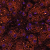 HMGCS2 Antibody