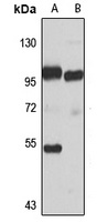 HOOK2 Rabbit Polyclonal Antibody