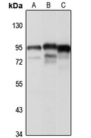 HOOK3 Rabbit Polyclonal Antibody
