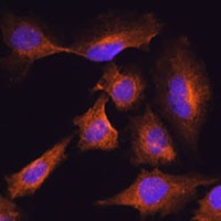 HOOK3 Rabbit Polyclonal Antibody