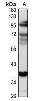 ICA1 Antibody