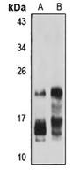 IFN alpha 8 Antibody