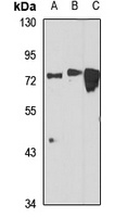 IFT74 Rabbit Polyclonal Antibody