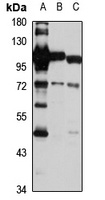 ILVBL Rabbit Polyclonal Antibody