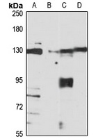 IPO8 Antibody