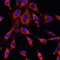 ITPR3 Antibody